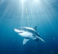 How sharks use Ohm's law and probability theory