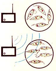 Oriëntatie van Euglene-flagellaten in een radiofrequentieveld