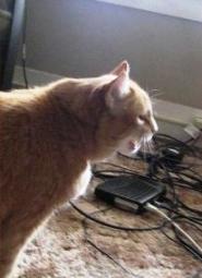 Kaip išmokyti katę nekramtyti elektros laidų ir įkroviklių