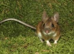 Protection of wires and cables from rodents