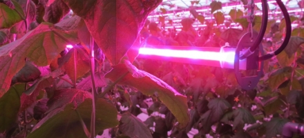 Lámparas LED en producción de cultivos.