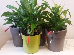 „Plant-e“ technologija - augalų elektra