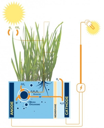 Getting electrical energy from plants