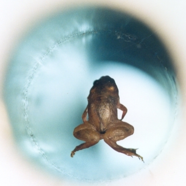 Lewitująca żaba