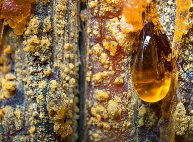 Pryskyřice - kalafuna v přírodě